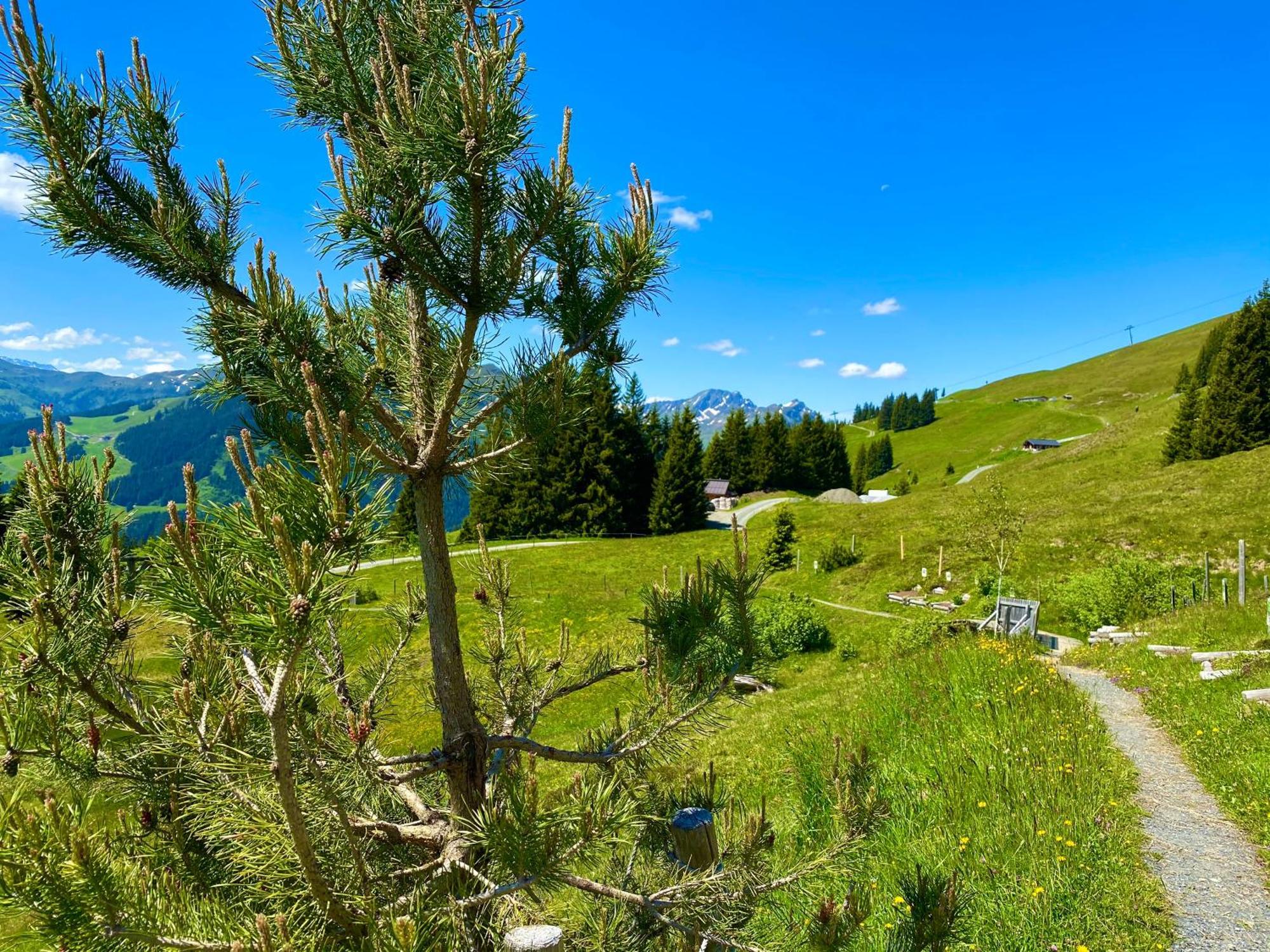 Alm Seasons Premium Chalet & Studios Зальбах-Хинтерглемм Экстерьер фото